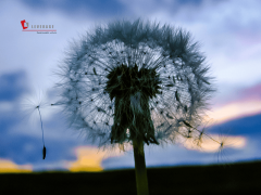 .避免“漂绿”嫌疑：未实施的打算不得标注为“